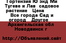 Гортензия Ю энд Ми Тугеве и Лав, садовое растение › Цена ­ 550 - Все города Сад и огород » Другое   . Архангельская обл.,Новодвинск г.